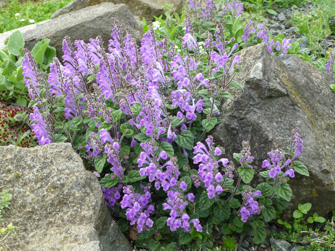 Scutellaria indica var parviflora